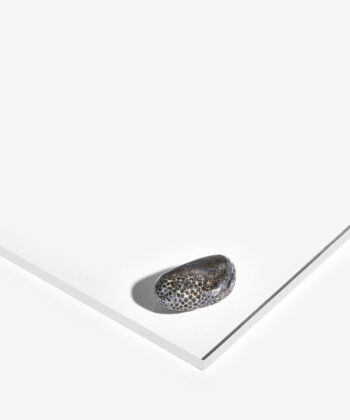 Bryozoan